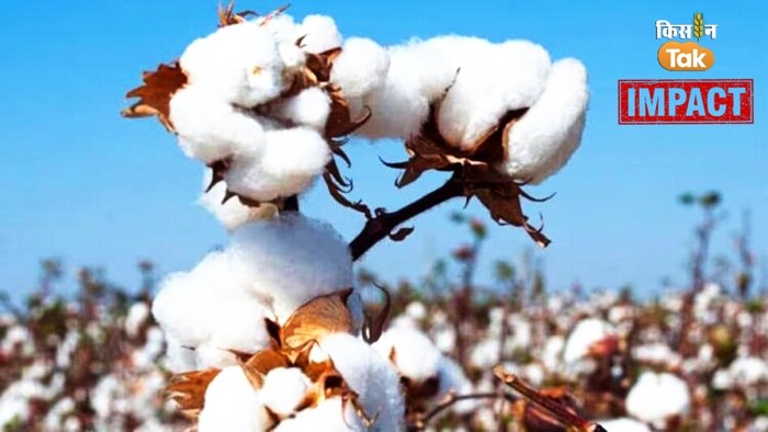 नायब सिंह सैनी सरकार ने जारी किया कॉटन खरीद का कार्यक्रम.