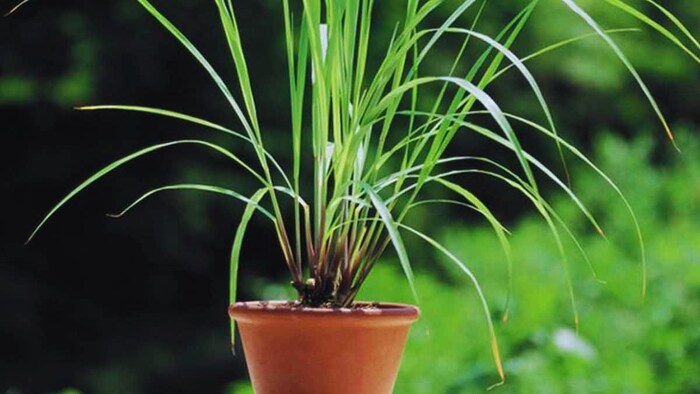 गमले में उगाएं लेमन ग्रास