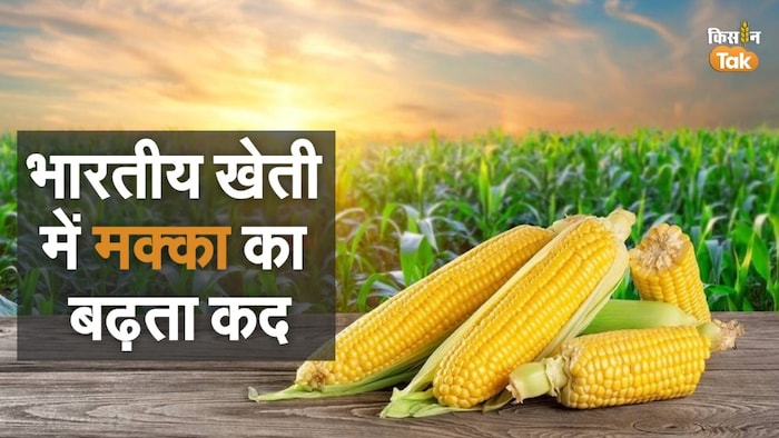भारतीय खेती में मक्के का बढ़ता महत्व