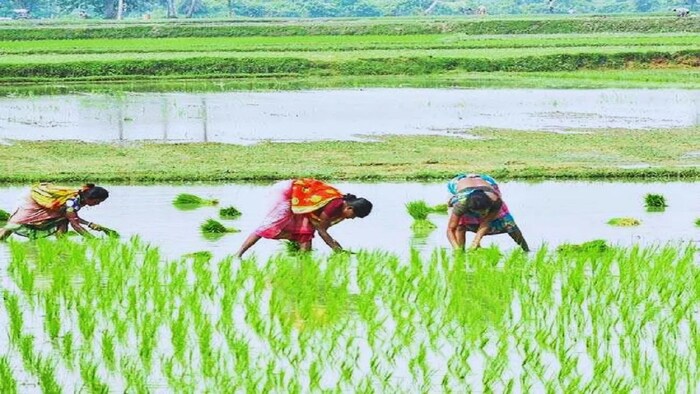 सुंदरगढ़ में धान की खेती को अपना रहे किसान (सांकेतिक तस्वीर)