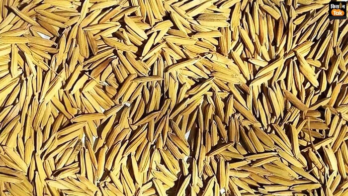 कितना मिल रहा है बासमती धान का दाम.