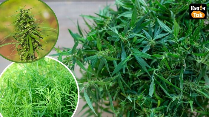 गाजर घास जहां उग जाती वहां दूसरे पौधे को पनपने नहीं देती है.