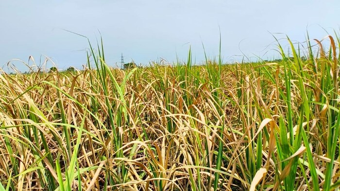 गन्ने की फसल में पीलापन और सूखने की समस्या