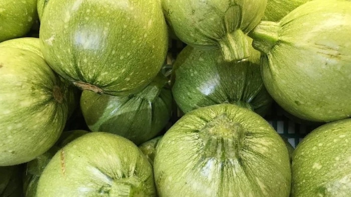 चप्पन कद्दू की खेती कर किसान कमा सकते हैं अच्छी कमाई