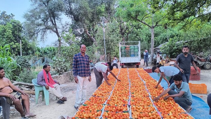 25 वर्षों से टमाटर की खेती करने वाले बाराबंकी जिले के प्रगतिशील किसान नवनीत वर्मा (Photo-Kisan Tak)