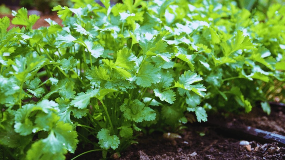 धनिया की आधुनिक तरीके से बुवाई