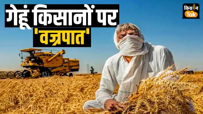 ओपन मार्केट सेल स्कीम के खेल में पिसेंगे गेहूं किसान.