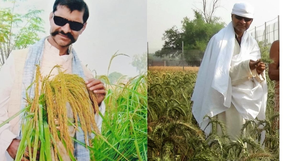 प्रगतिशील किसान प्रकाश रघुबंशी की विकसित की गई गेहूं और धान की किस्में