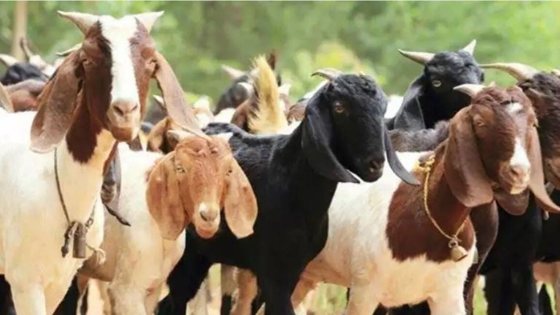 मध्य प्रदेश के राजगढ़ में ग्रामीणों के हत्थे चढ़े दो बकरी चोर, पहले की पिटाई फिर किया पुलिस के हवाले