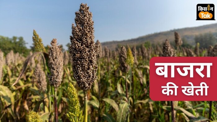 यूपी समेत कई राज्यों के किसान इन दिनों तना छेदक कीट का सामना कर रहे हैं.