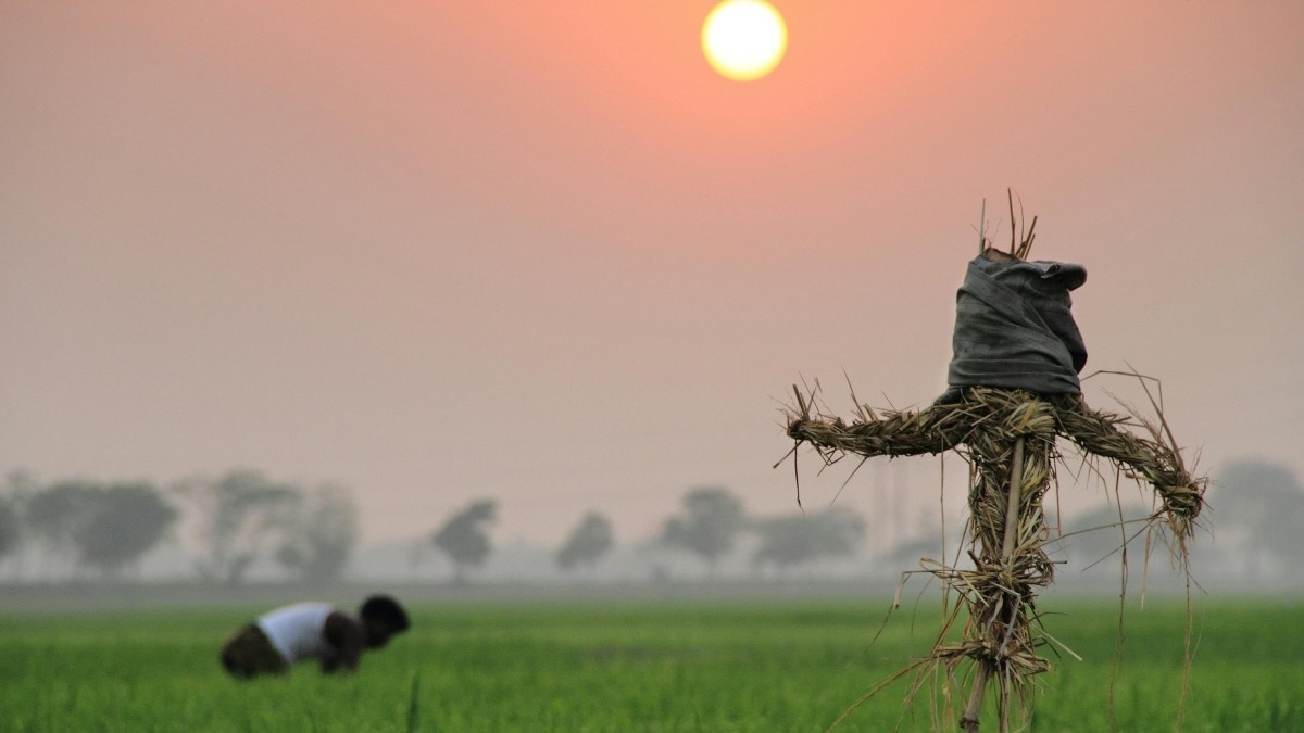 अगस्त का महीना धान की खेती के लिए है बहुत नाजुक
