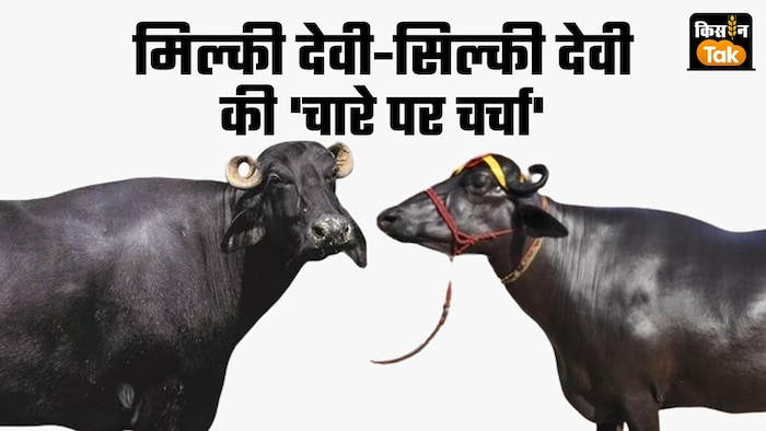 भैंस मिल्की देवी ने सिल्की देवी