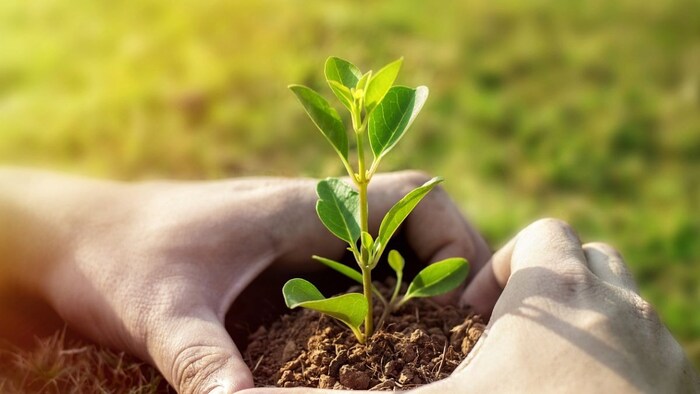 ऑर्गेनिक खेती