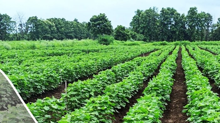 कपास की बुवाई में इस साल भारी गिरावट दर्ज की गई है. (Photo-ICAR)