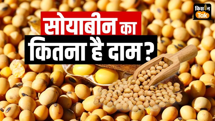 महाराष्ट्र में राजनीतिक मुद्दा बना सोयाबीन का दाम.