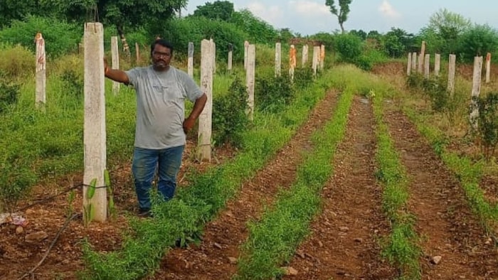 ड्रैगन फ्रूट की खेती बनी किसानों की आय बढ़ाने की उम्मीद