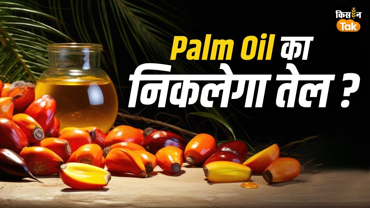 Palm Oil का तेल निकालने की तैयारी! सरसों-सोयाबीन किसानों को क्‍या फायदा?