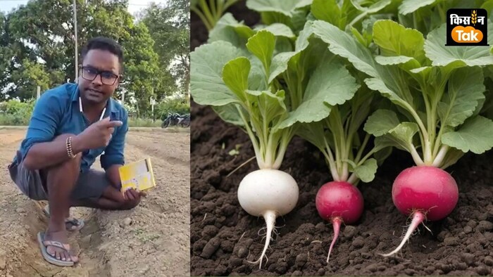 युवा किसान ने बताया कि मूली की पत्तियां पर रस चूसक कीट लग रहा है.