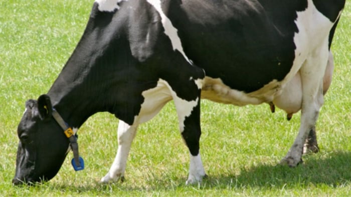 गर्भवती पशुओं को दें इस तरह का चारा