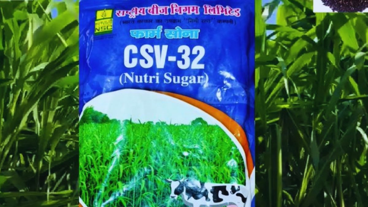 पशुओं का दूध बढ़ाने के लिए सबसे अच्छा चारा है CSV-32, ऐसे कर सकते हैं इसकी खेती