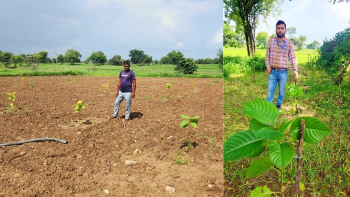 बुंदेलखंड के किसान अपना रहे हैं कृषि वानिकी