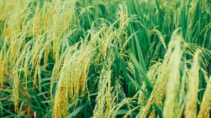 धान की फसल ( सांकेतिक फोटो)