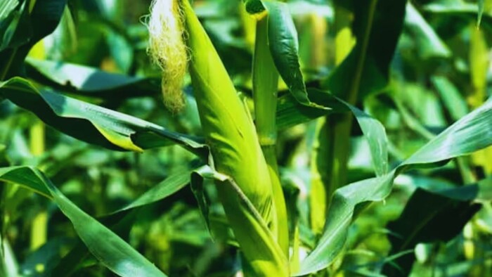 मक्के की खेती से जुड़ी जानकारी