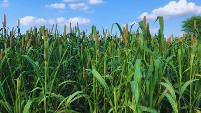 बाजरे में कौन-कौन सी खाद डालें