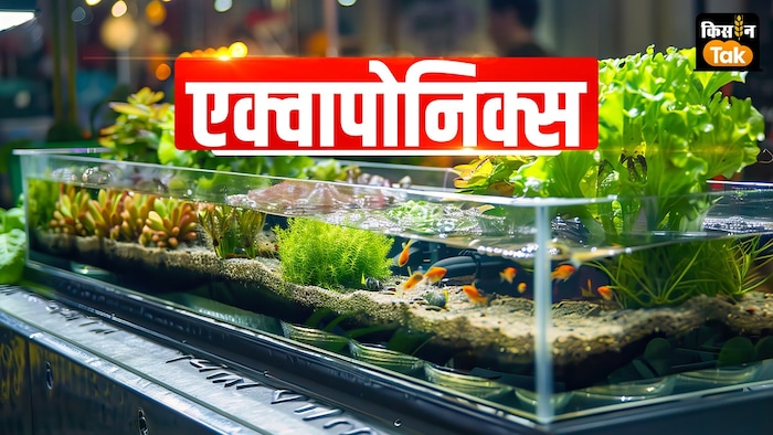 एक्वापोनिक्स तकनीक कैसे काम करती है.