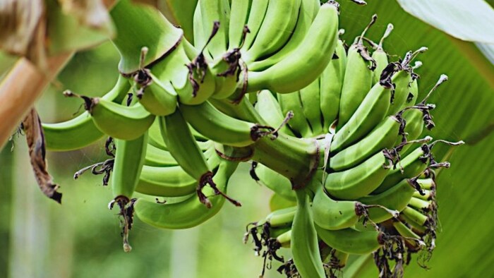 टिश्यू कल्चर विधि