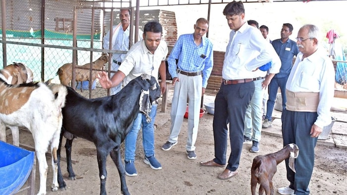 छत्तीसगढ़ में सरकार छोटे किसानों की आय बढ़ाने के लिए बकरी पालन को दे रही है बढ़ावा