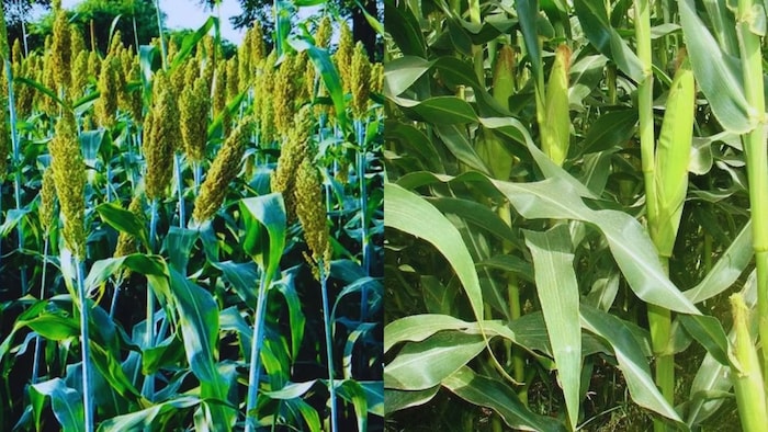 ज्वार की कटाई कब करनी चाहिए