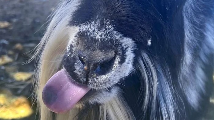 बकरियों में नीली जीभ की बीमारी