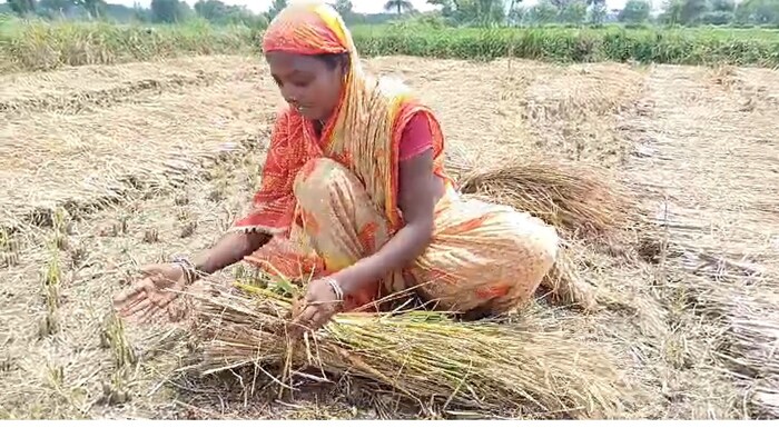 अपने खेत में काम करतीं सीमा कुमारी