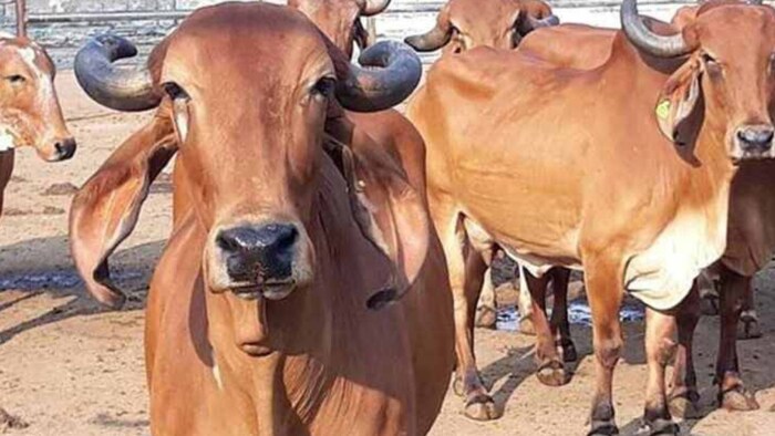 मुख्य पशु चिकित्सा अधिकारी डॉ. राजेंद्र शर्मा ने बताया कि पशुओं की जनगणना बहुत महत्वपूर्ण है. (फोटो-किसान तक)