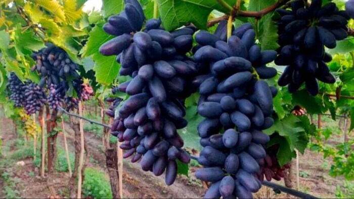 black grapes varieties