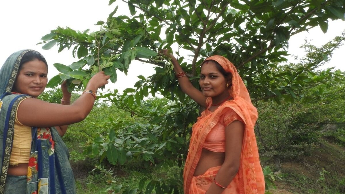 Women Empowerment : कोसा फल बना छत्तीसगढ़ की ग्रामीण महिलाओं की आजीविका का आधार