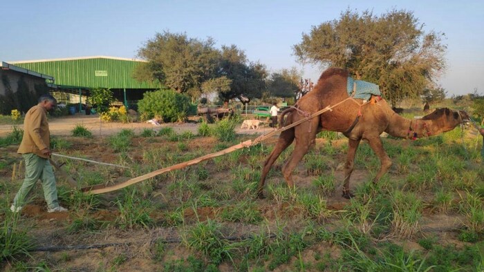 प्रगतिशील किसान सुरेंद्र अवाना एकीकृत खेती मॉडल से कमाई भरपूर