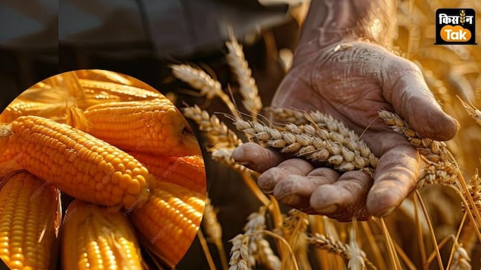 प्राकृतिक तरीके से उगाए गए गेहूं और मक्का फसलों को अधिक कीमत पर खरीदा जाएगा.