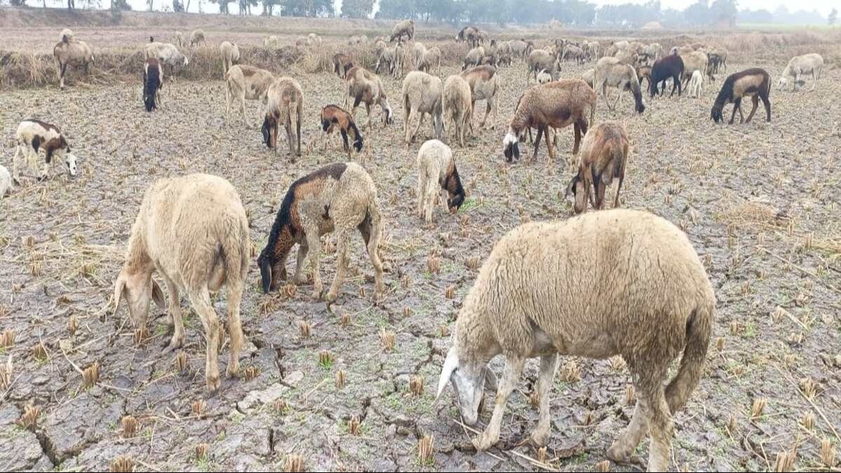 Sheep Farming: भेड़ों को इन 2 बीमारियों से रखा दूर तो खूब बढ़ेगा ऊन-मीट का उत्पादन, पढ़ें डिटेल