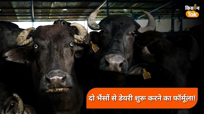 डेयरी फार्म के लिए भैंस की अच्छी नस्ल