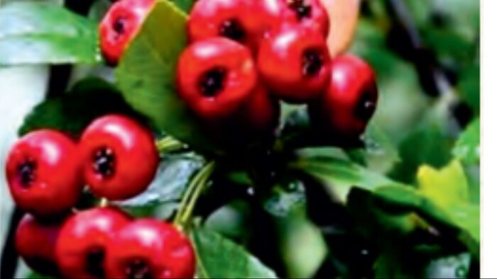 जानिए हिमालयी घिंघारू पौधे के में