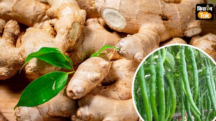 हल्दी, मिर्च और अदरक की खेती का रकबा बढ़ गया है.