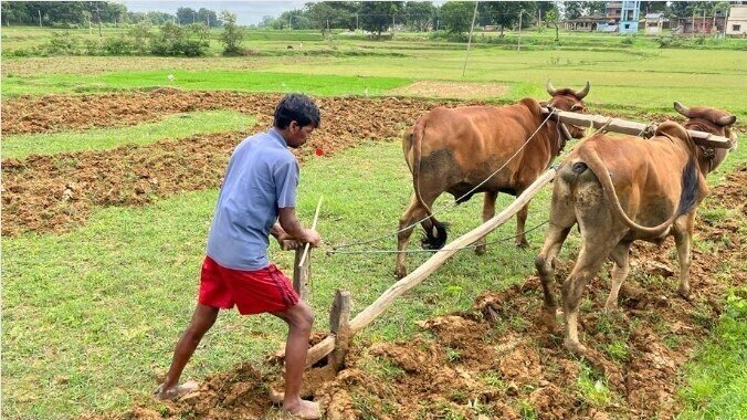 झारखंड में मात्र चार हजार रुपये में मिलेगा एक जोड़ा बैल, इस तरह उठाएं योजना का लाभ