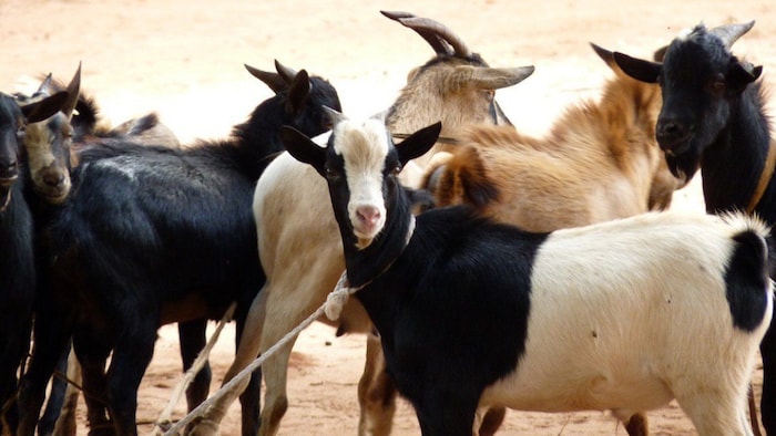 IVRI Bareilly में टेली कंसल्टेंसी सर्विस की सेवाएं उपलब्ध (File Photo)