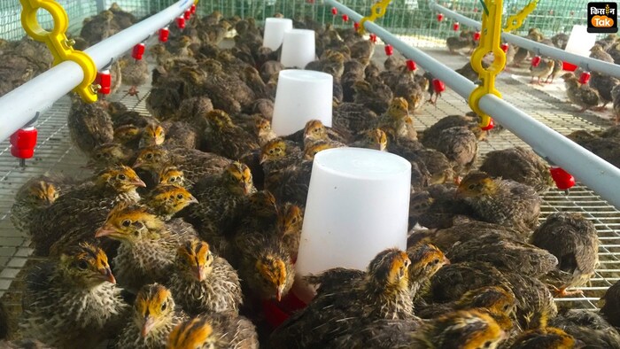 कम खर्च में किसान बटेर पालन को व्यवसायिक रूप में शुरू करके अच्छा मुनाफा कमा सकते हैं (Photo-Kisan Tak)