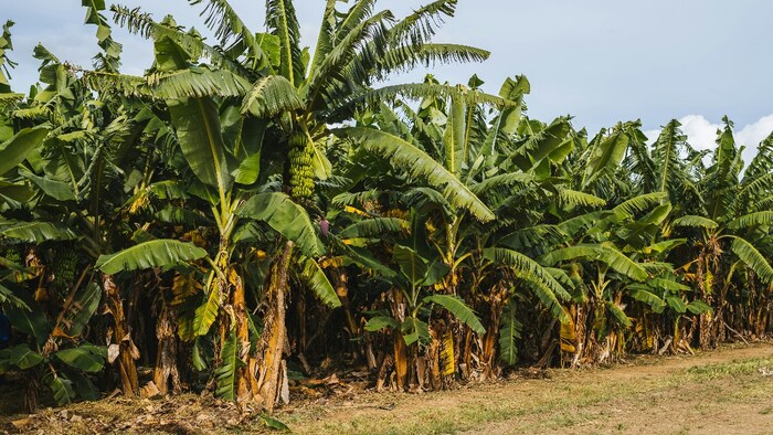 Banana Crop
