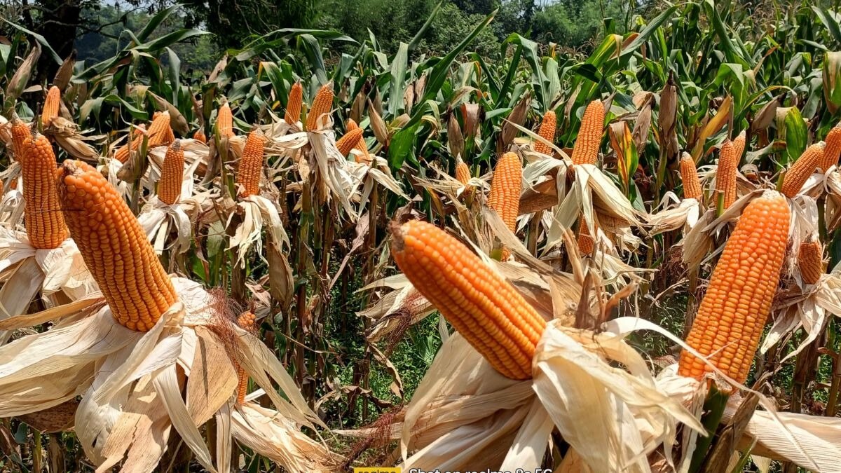 मिशन इथेनॉल के तहत मक्का की खेती को लगेगा बूस्टर डोज़, जान‍िए इसके प्रकार और खास‍ियत