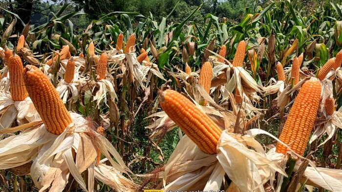 मक्का की खेती