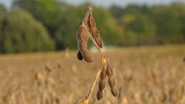मध्य प्रदेश में अच्छी बारिश के बाद सोयाबीन के किसानों की उम्मीदें जगीं